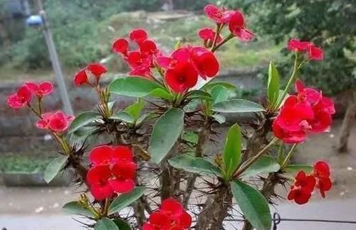 『绚丽多姿』喜欢玫瑰,不如养盆“优良名菊”,似高昂鹿角,花开绚丽多姿美丽