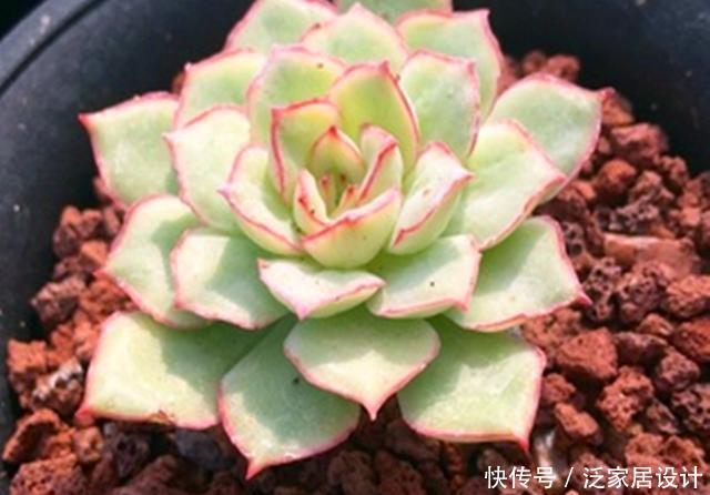 「打动」多肉织锦,凭美貌打动人心,控养更容易养出果冻色