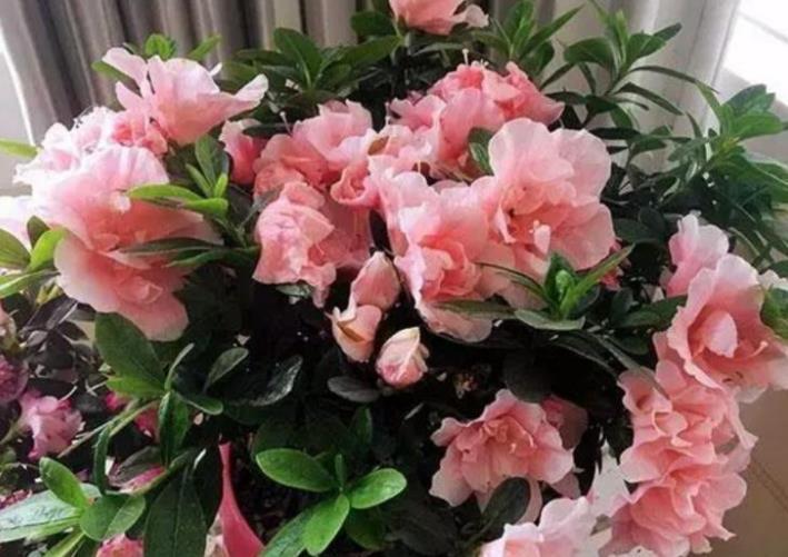  『朱顶红』3种花，开花漂亮又好养，沾土就活，容易爆盆，人见人爱！