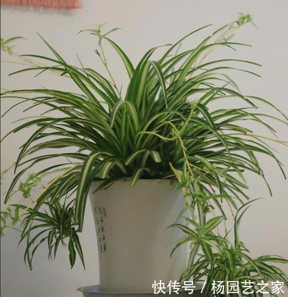 缺少水分|吊兰好养,但也讲究“方法”,几件事做好,不断抽藤,变成绿瀑布