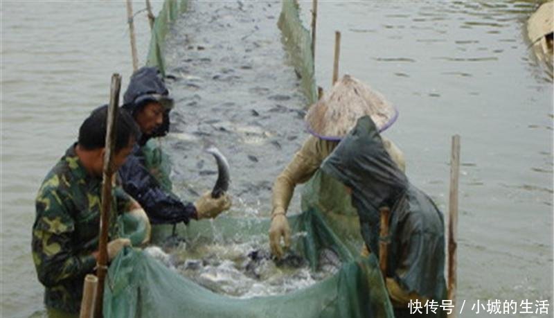  中国|原产美国，该鱼在四川被充当为黄辣丁出售，如今泛滥在中国