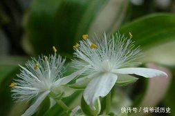 「植物」银线水竹草栽养要点有哪些,这里知道来看看吧