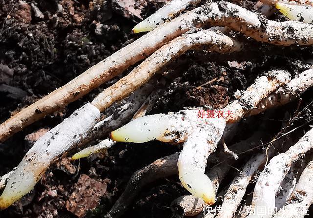  【阳光照射】兰花种植不服盆？原因就是这4条，实用技巧告诉你