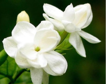 「花形」养花就养此款花,植株冠形丰满紧凑,花形优美,养在家里美不胜收