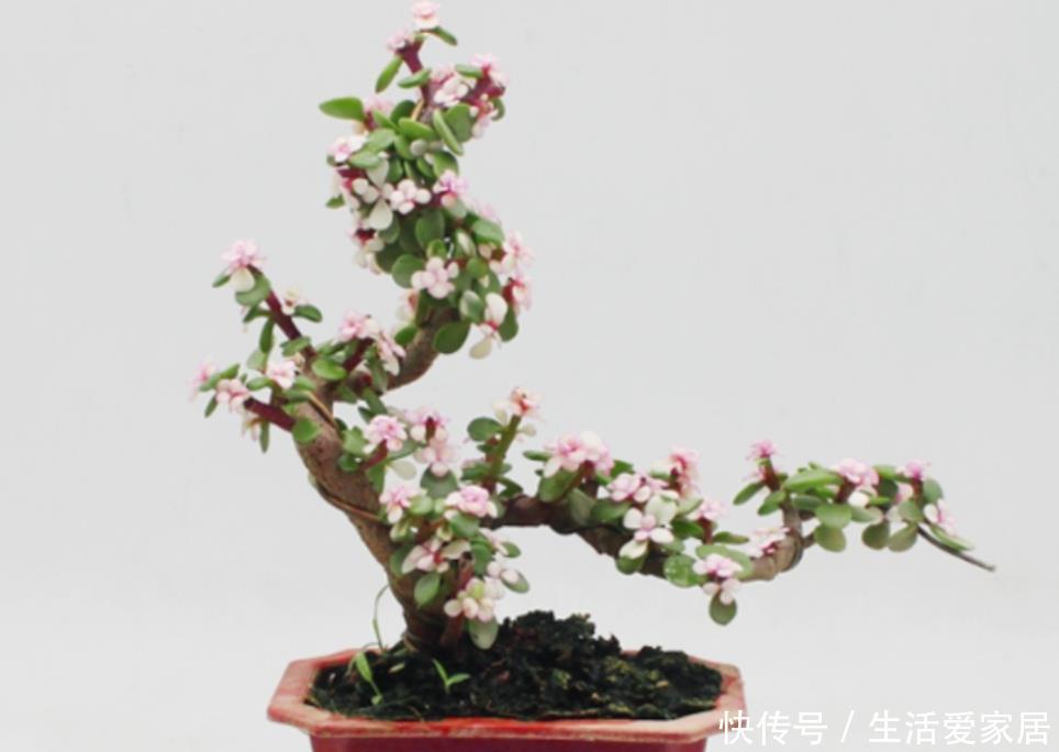  『家庭盆栽』家中养金枝玉叶，到底能不能开花，原来需要满足这些条件