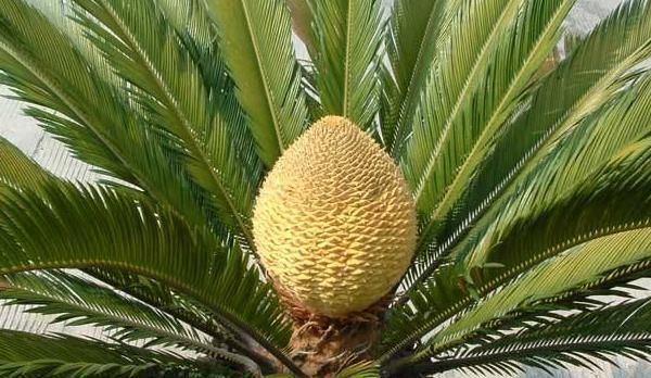  #路边#路边的“铁树”会开花吗？多晒太阳勤施肥，养到开花没问题