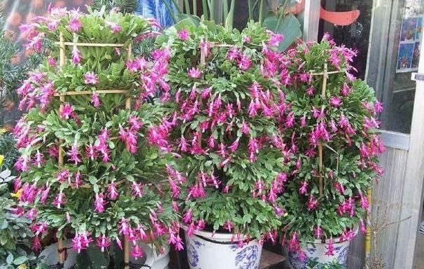  [长寿花]现在就养4种花，越冷开花“越旺”，开成小花园，懒人也养的好