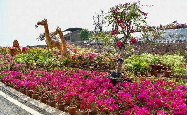 小花|“小花花”如何变成大产业 带你走进西南最大三角梅基地