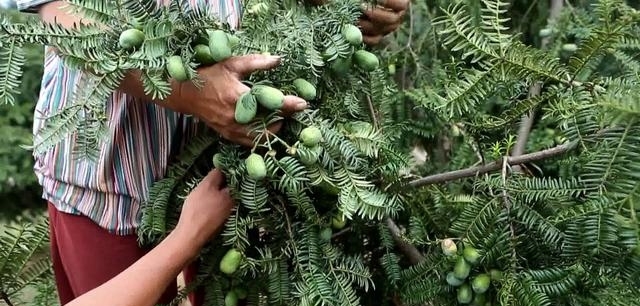  香榧|什么树这么值钱？农民种树摘果，一棵值400多块钱，炒熟的
