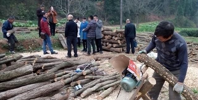 农村柴火树，价值高达30000元1吨，有农民用它创业致富，简单快速