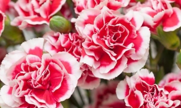  不妨@它是母亲节的代表花卉，想加深爱意，不妨在家里自己养殖吧