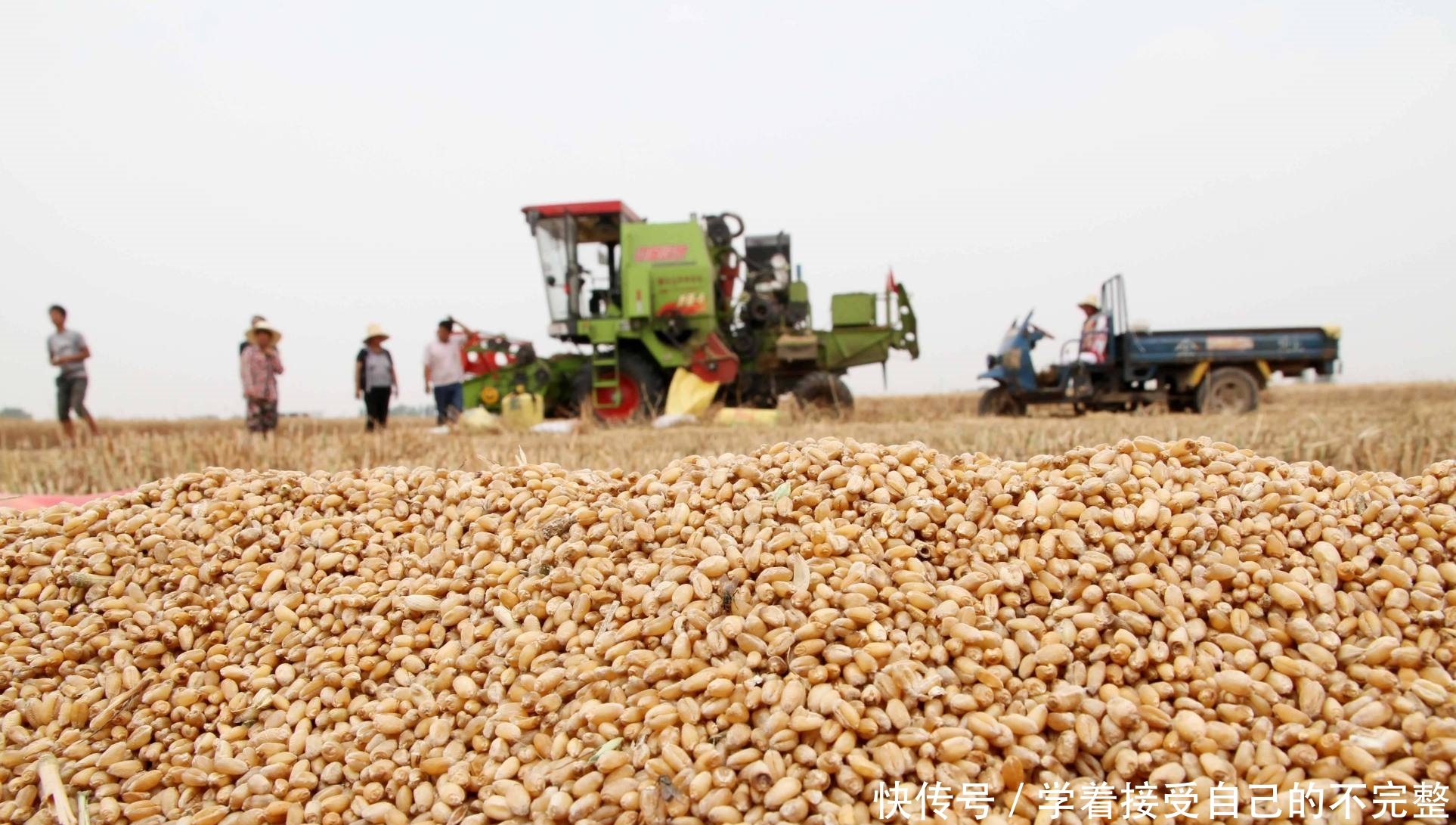  【调整】农村粮补政策有所调整，这4类人不能再领，农民别因小失