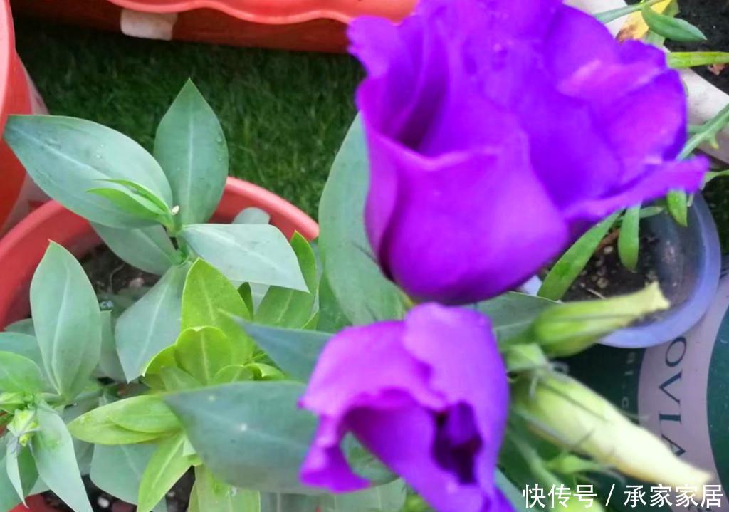  [洋桔梗叶片发软下垂]有人说此花比玫瑰还要美，秋天盆栽叶片总是发软下垂，怎么办