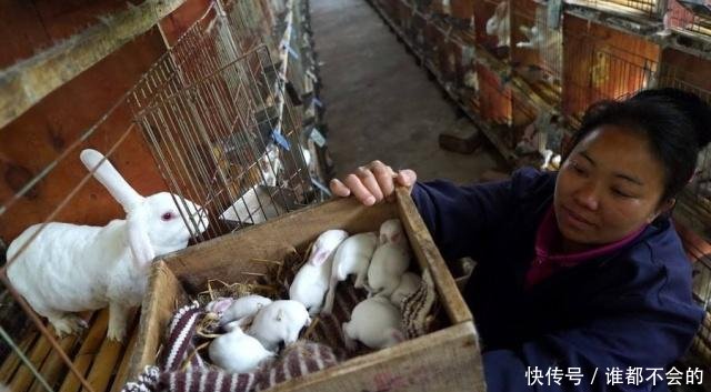 2019年农村创业做什么最赚钱，这几种农业项目最有前景