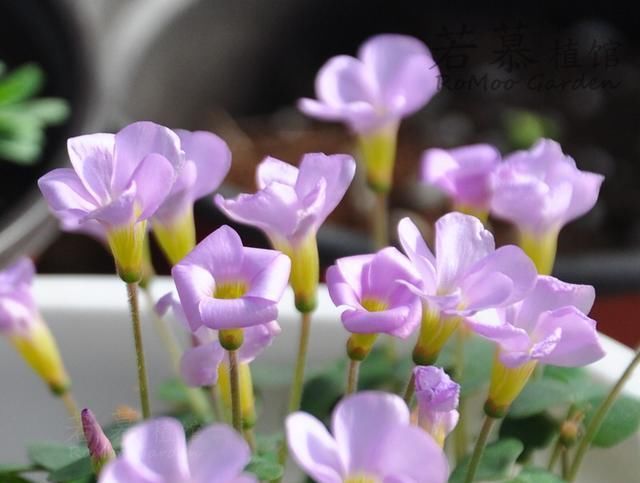  『花儿』这九种花，随便扔土里，就能长成一片，开花不断