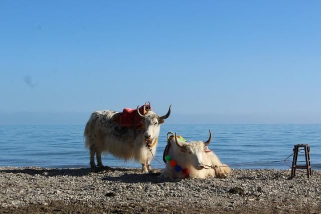 青海湖是陨石坑吗？最全解释来了，属于构造断陷湖，曾经是淡水湖