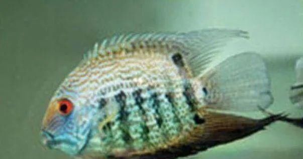  #水族市场上#美洲慈鲷之美，您细品