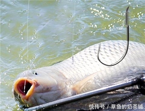  『钓点』秋季垂钓“鲤鱼”无处入手？找找这四个钓点，不到一分钟黑漂上鱼