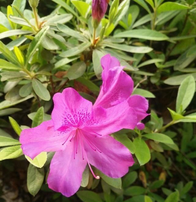  「鱼悦」雾里看花钓鱼忙，东风鱼儿把口开，鱼悦的一天