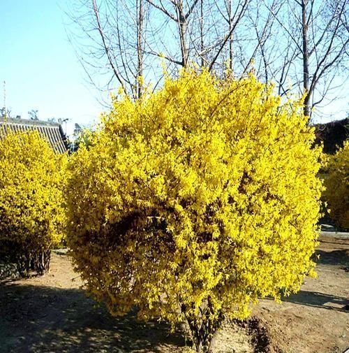  「传家宝」2种“小绿植”养6盆，1年后枝干“变粗”，能当“传家宝”，值钱