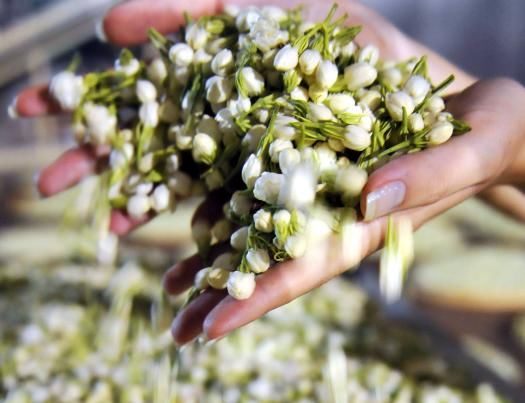  好处■茉莉花茶，是天然的“抗衰茶”，每天喝1杯，4个好处不请自来