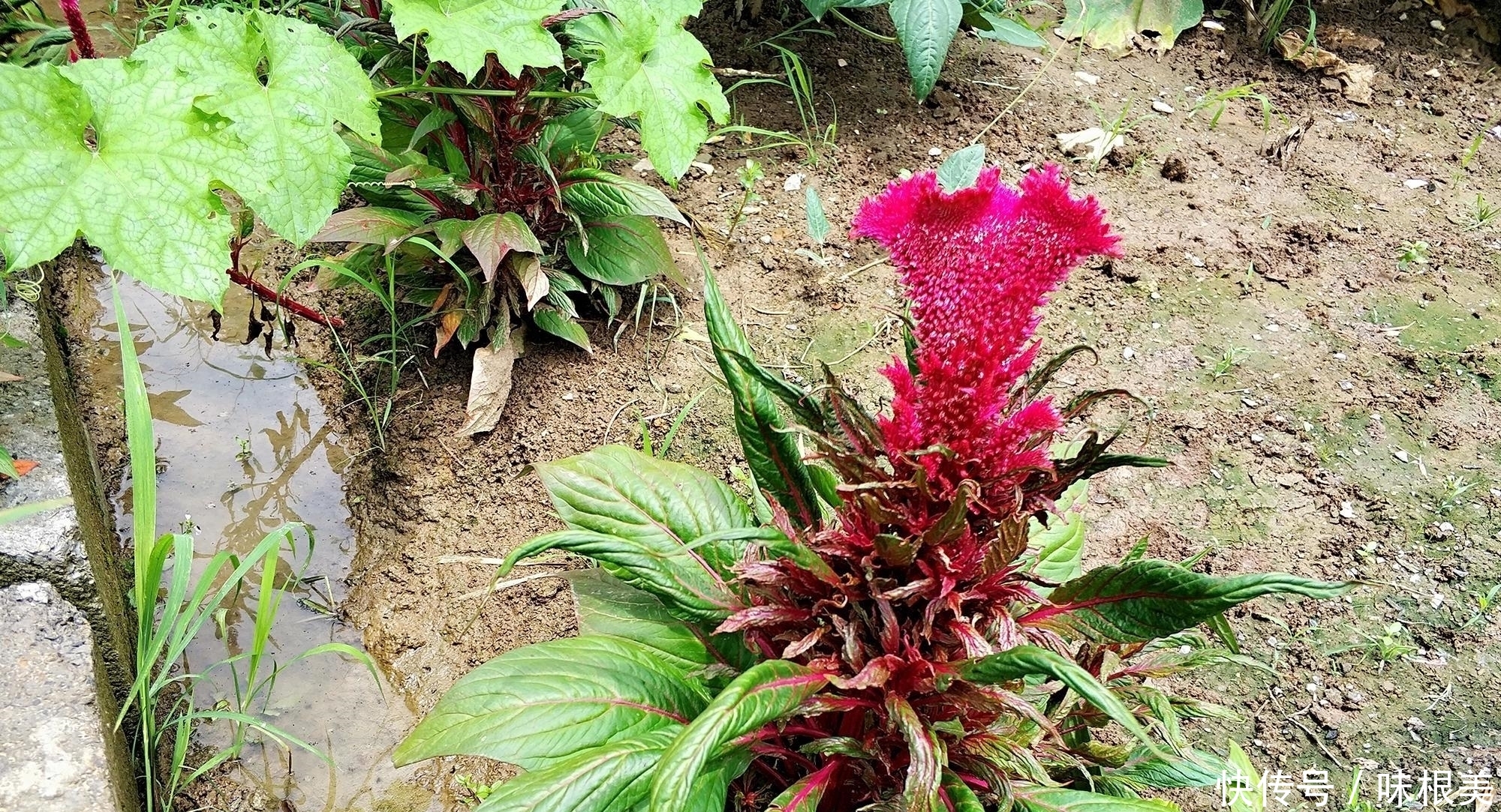 以前农民见到就除，因花似鸡冠而出名，却少有人知它是稀罕野菜
