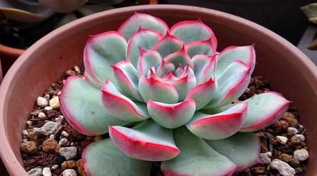  「植物」谁说多肉植物普通？1个方法，分分钟美的像朵花！