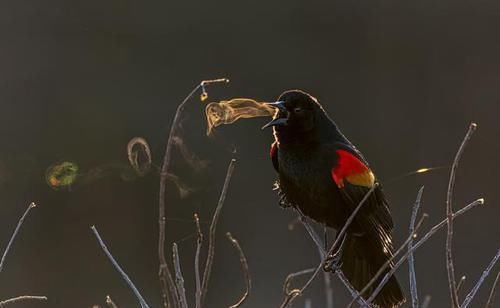 鸟还会“吐烟圈”？摄影师镜头下，鸟类的精彩瞬间