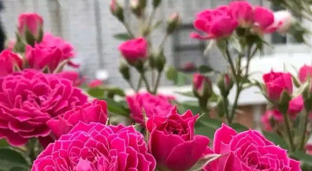  台阁现象：月季花的花朵中间长了“绿鼻毛”是什么回事?月季的返祖现象