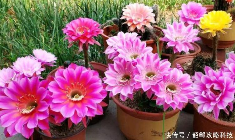 适合|“4种花”最好养,半月浇水一次,花开压弯枝头,适合新手养
