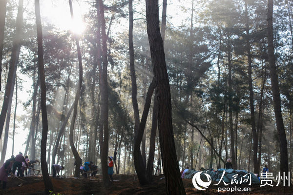  「贵州」贵州黔西：林下种植竹荪弄出新产业