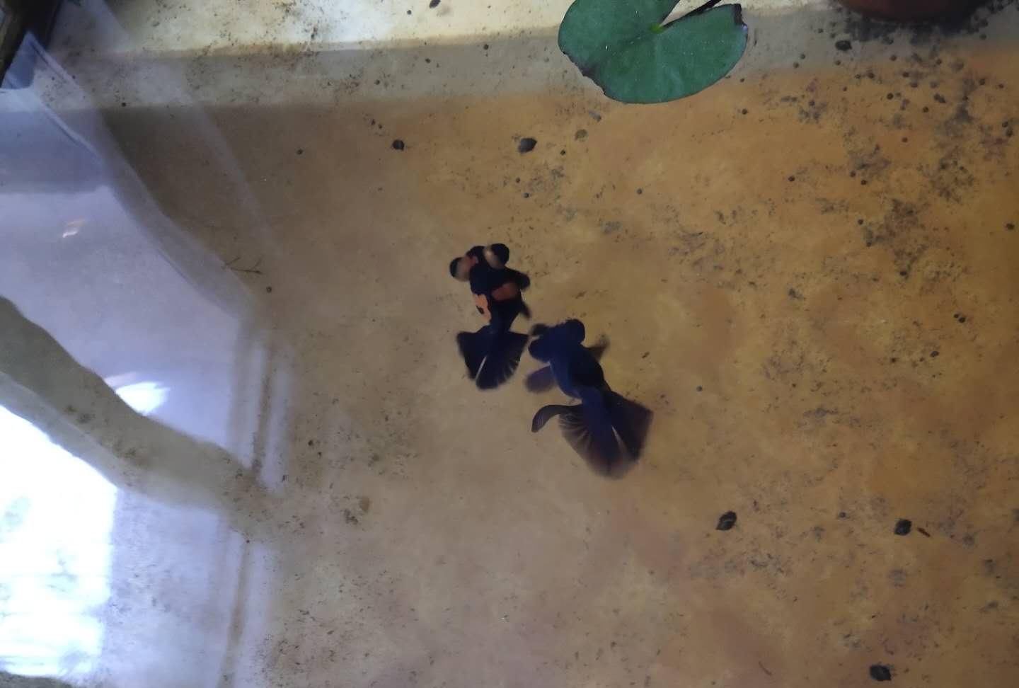  青苔的石■一位鱼友轻松养死两缸金鱼的经历，我们看看是否似曾相识？