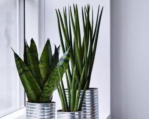 【棒叶】棒叶虎尾兰的养殖方法和注意事项