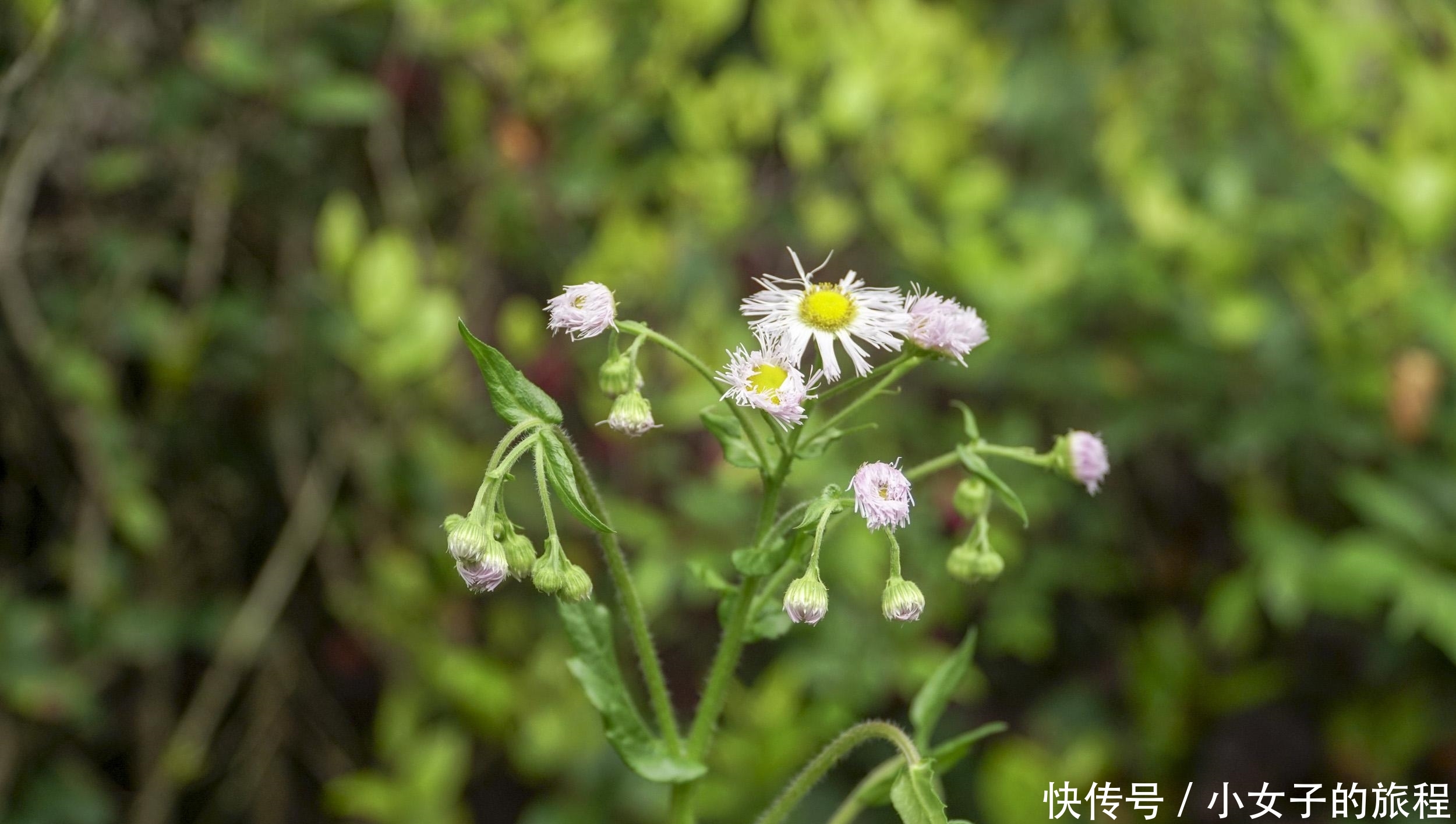  『公英的种子』庭院植物之蒲公英，我童年记忆里的小玩具