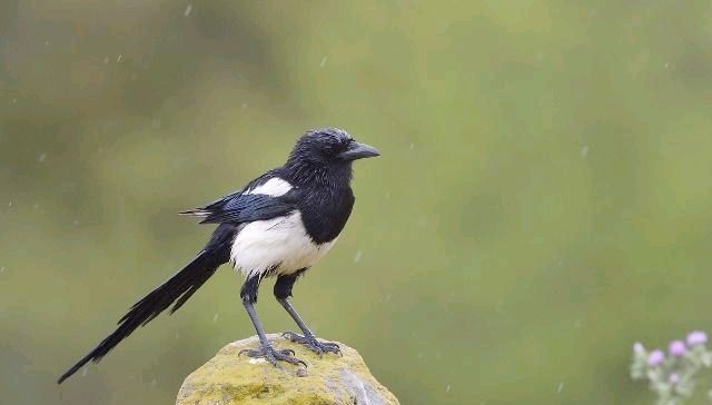  老鹰|农村这种小鸟，老鹰不敢招惹它，如今是新四害之一，农民很