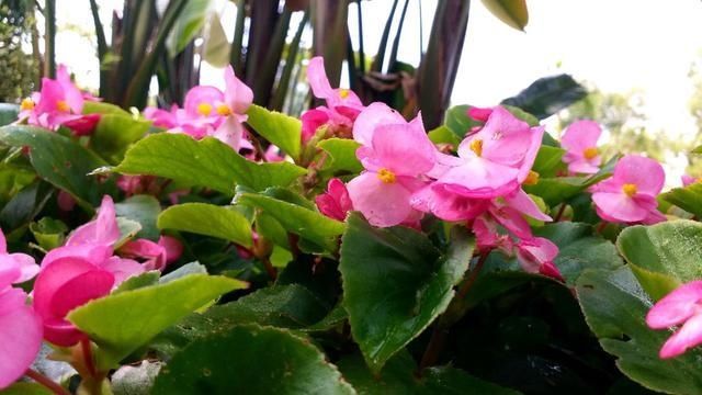  「花香」人间的四月，袅袅花香