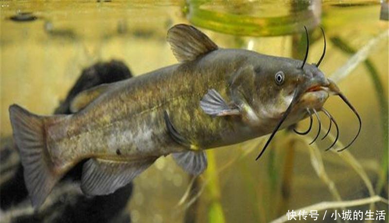  中国|原产美国，该鱼在四川被充当为黄辣丁出售，如今泛滥在中国