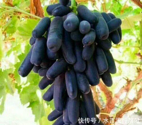 绿萝@此种葡萄,葡萄中的爱马仕,结果甜如蜜枣,好养似绿萝!