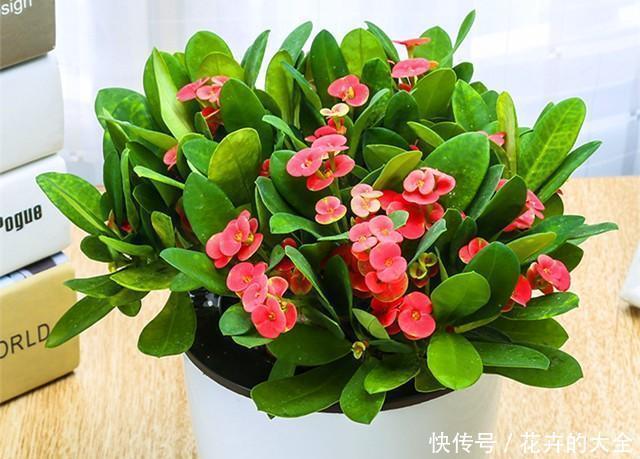 养护|虎刺梅漂亮又好养,不用管,都能全年不间断开花