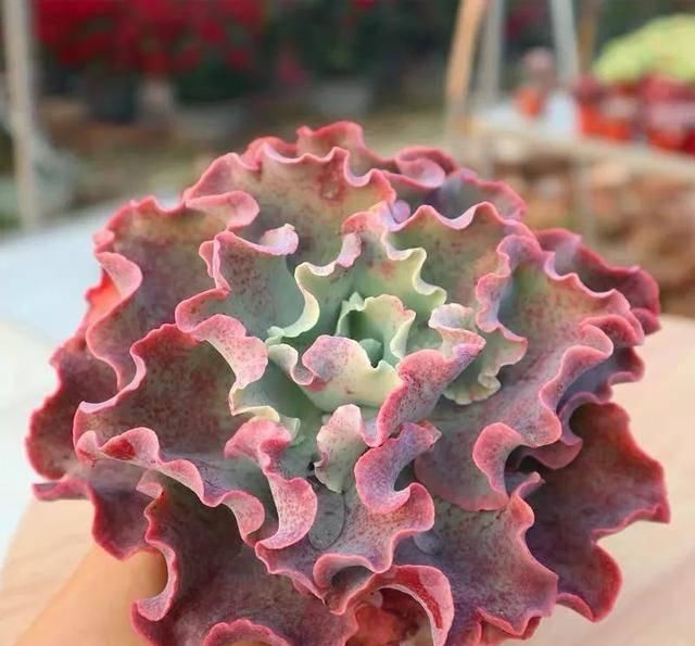  「属多肉植物」推荐八种高颜值多肉，好看又好养