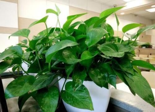 「家里」除甲醛、防雾霾的4种花，家里养2盆，空气清新，比啥都强！