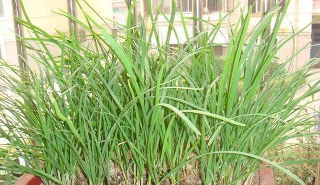 韭菜生长:阳台盆栽上这4种蔬菜,一茬一茬吃不完,一年四季都有的吃!