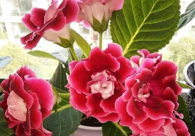 『大岩桐花植』这“花”真好养,摘片叶子“插”土里就能活,养1盆1年变10盆,值