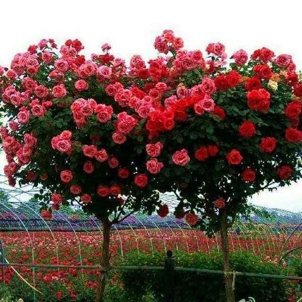 此花被誉为“我国最美花树”，花开290天，一株三色，好养，易活