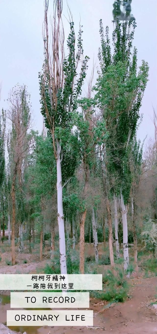 阿克苏■阿克苏柯柯牙,再次霸屏
