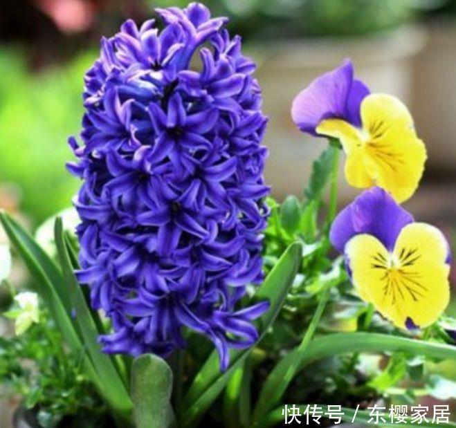  『婀娜多姿』新手养花，不如养盆花中精品，似佳人飘舞，妖娆绚丽，婀娜多姿