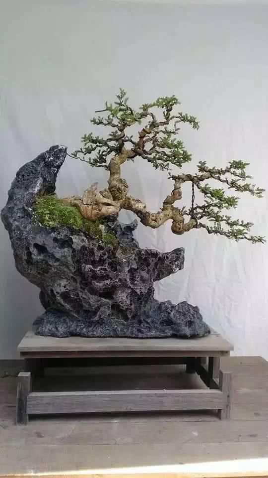  「从未见过」没有盆的盆栽，从未见过，太好看了！