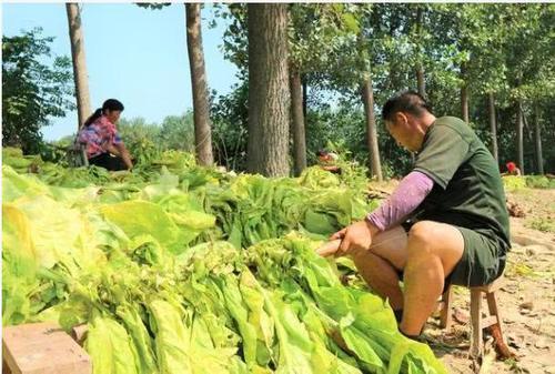  「大哥」别想着养猪了！农村大哥种植一作物，30亩收入15万，知