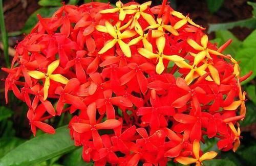  「植株」此花植株密集，开花量大，花期还较长，植株低矮，是家庭养护花卉