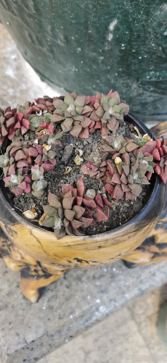  「用小喷壶」复工在即，那些一个多月没管的花，该怎么养护？
